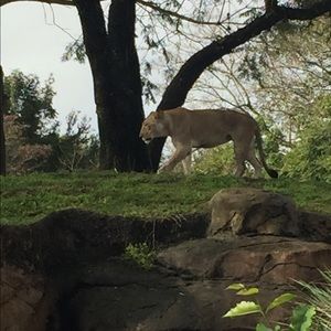 Meet your Posher, Lam